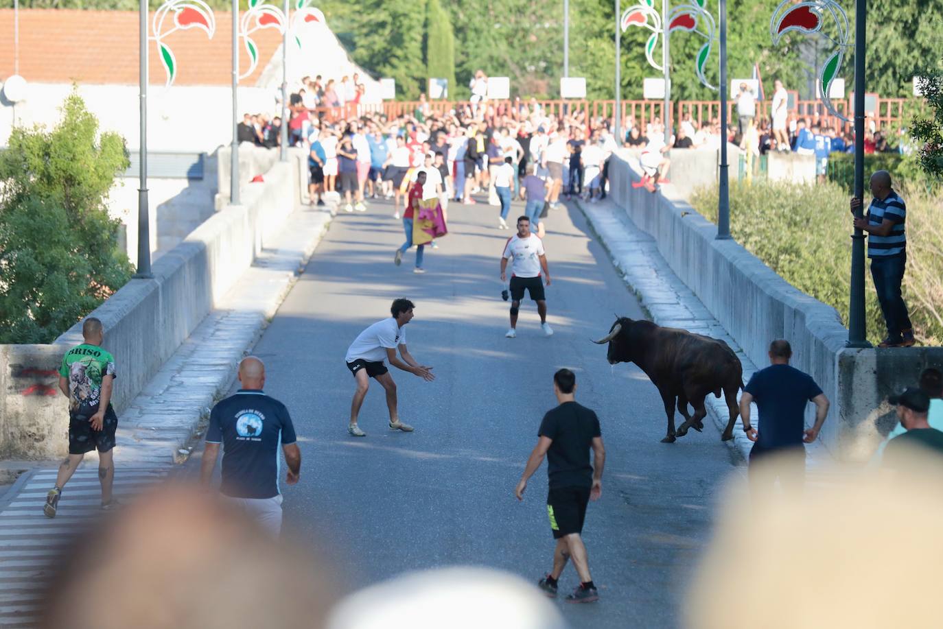 Toro del Alba en Tudela de Duero