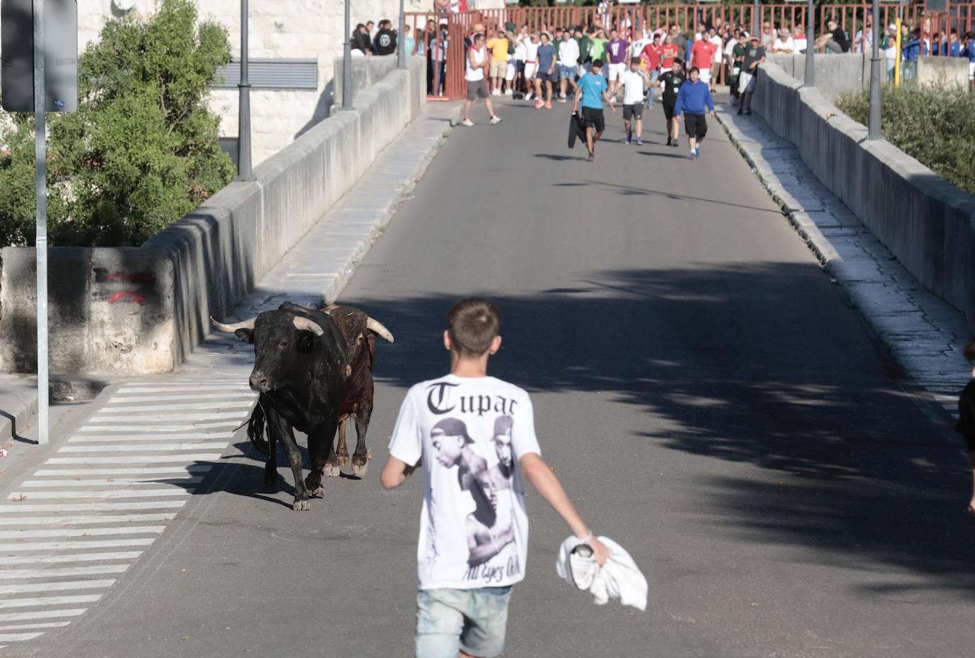 Toro del Alba en Tudela de Duero