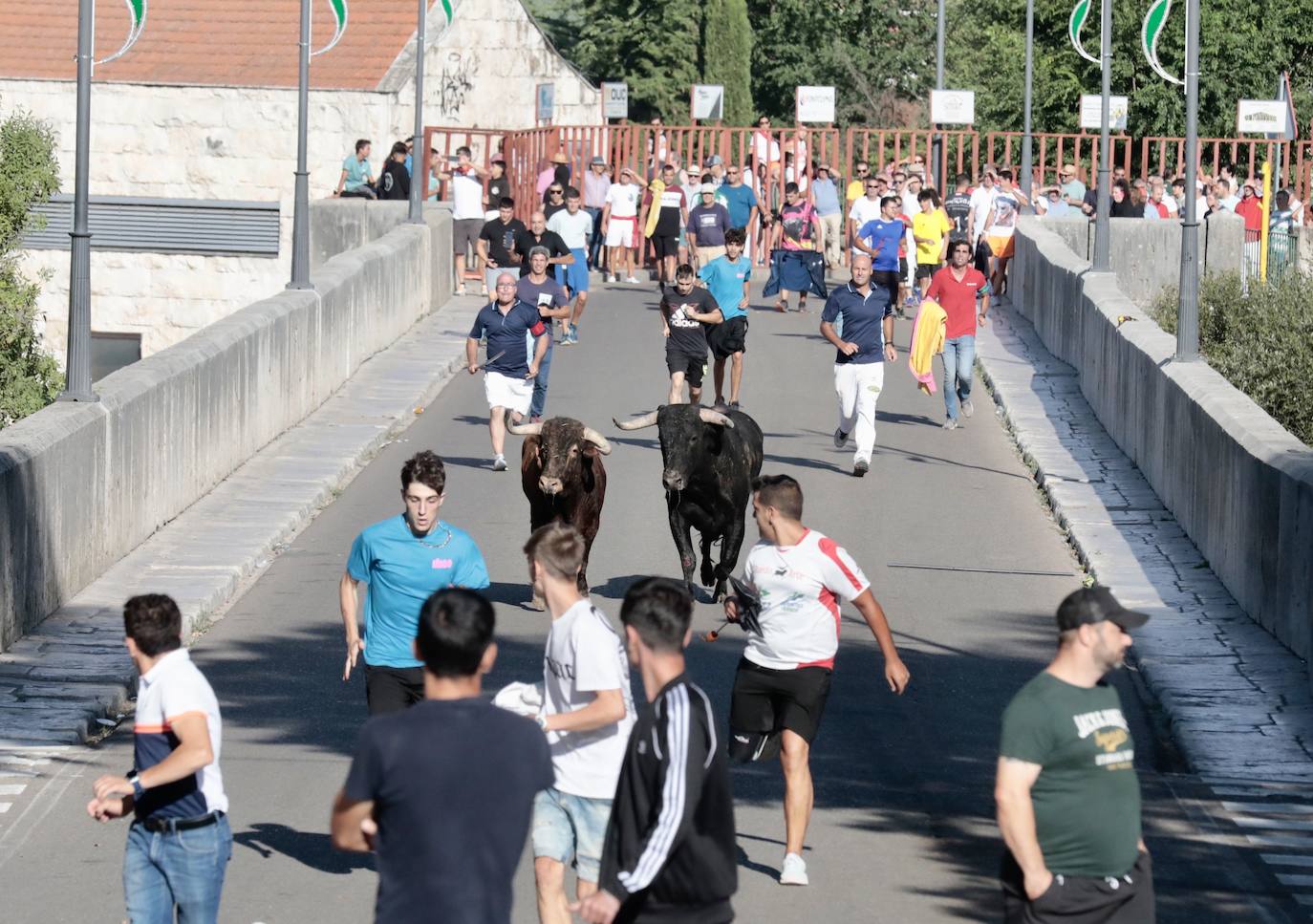 Toro del Alba en Tudela de Duero