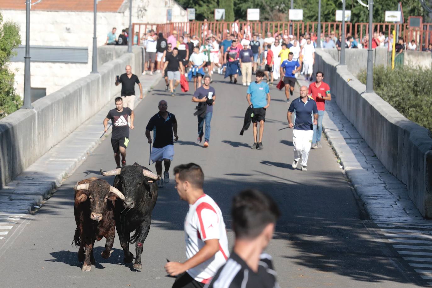 Toro del Alba en Tudela de Duero