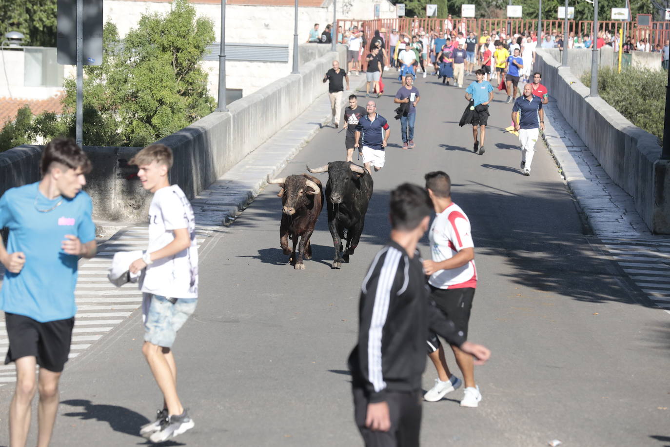 Toro del Alba en Tudela de Duero