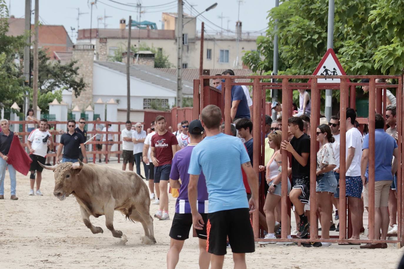 Encierro del 15 de agosto en las fiestas de Viana de Cega