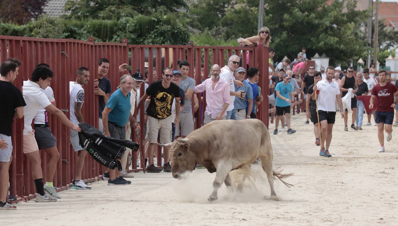 Encierro del 15 de agosto en las fiestas de Viana de Cega