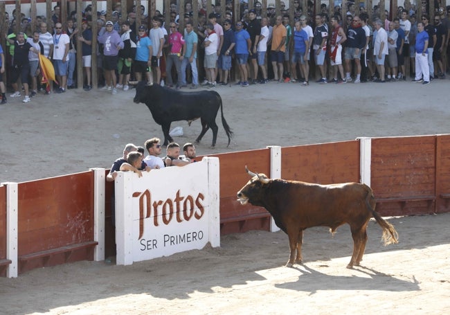 Un toro por dentro y otro por fuera, típico de las capeas peñafielenses.