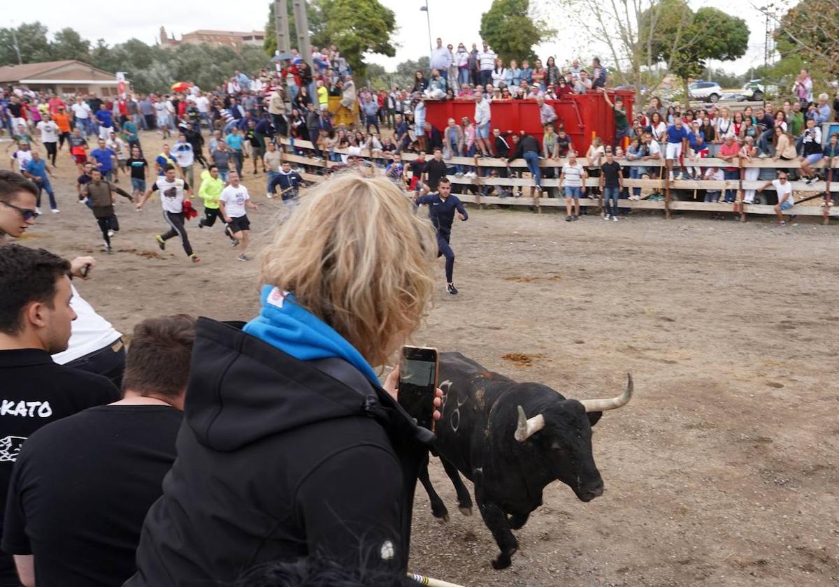 Encierro mixto que sustituyó al Toro de la Vega en Tordesillas.