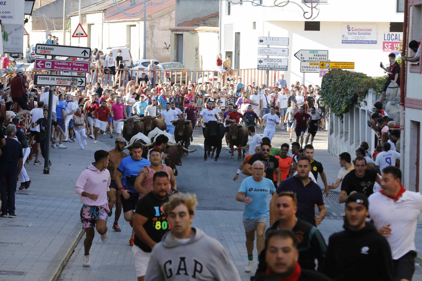 En imágenes, el encierro y la capea matinal de Peñafiel