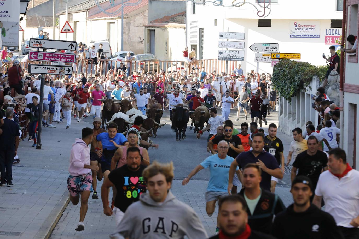 En imágenes, el encierro y la capea matinal de Peñafiel