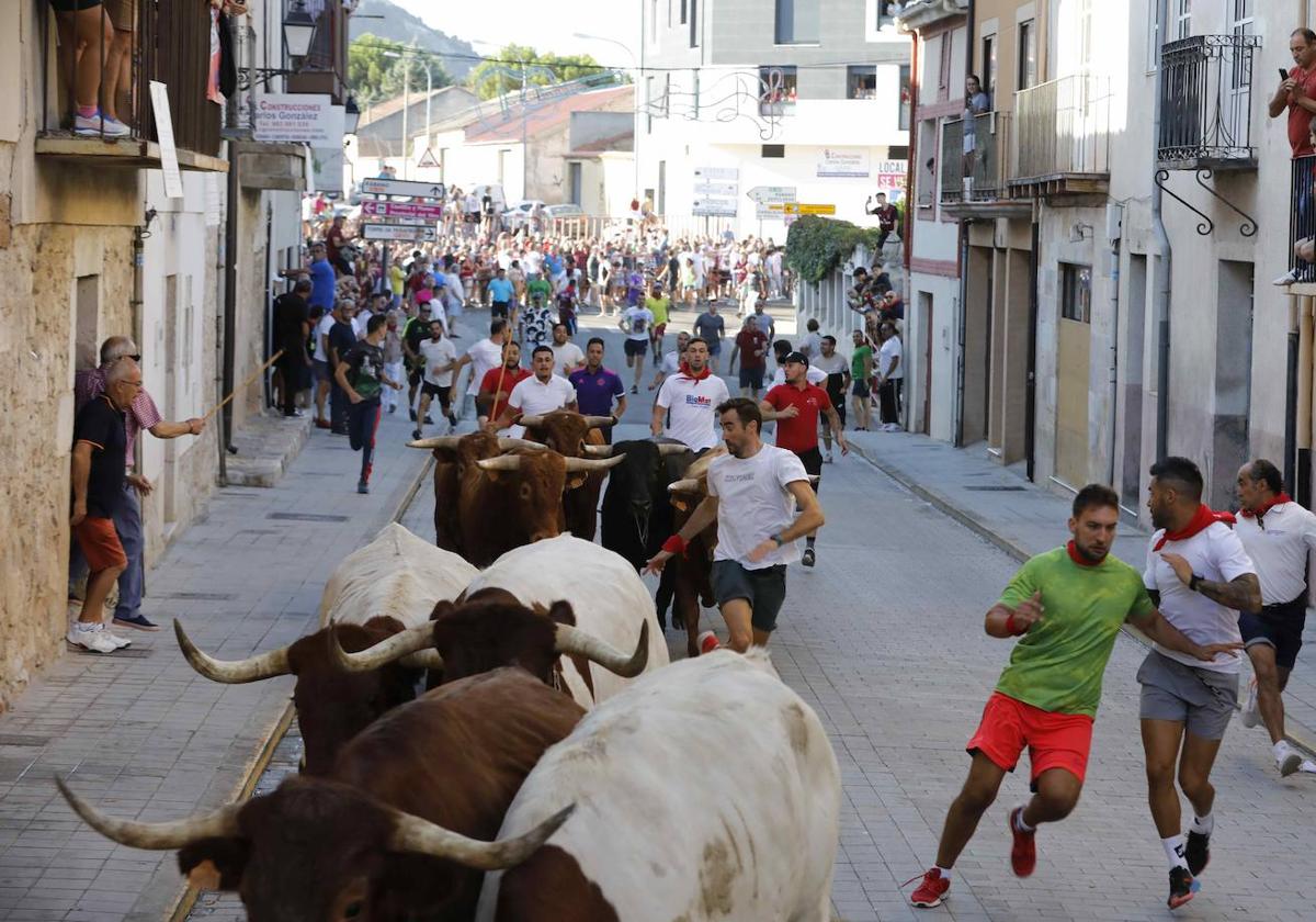 En imágenes, el encierro y la capea matinal de Peñafiel