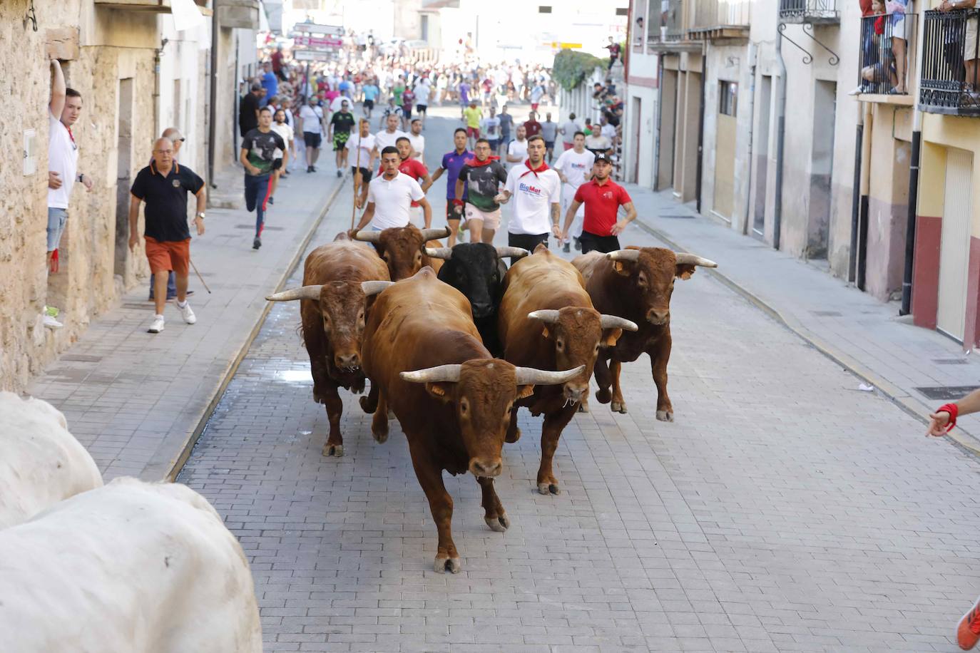 En imágenes, el encierro y la capea matinal de Peñafiel