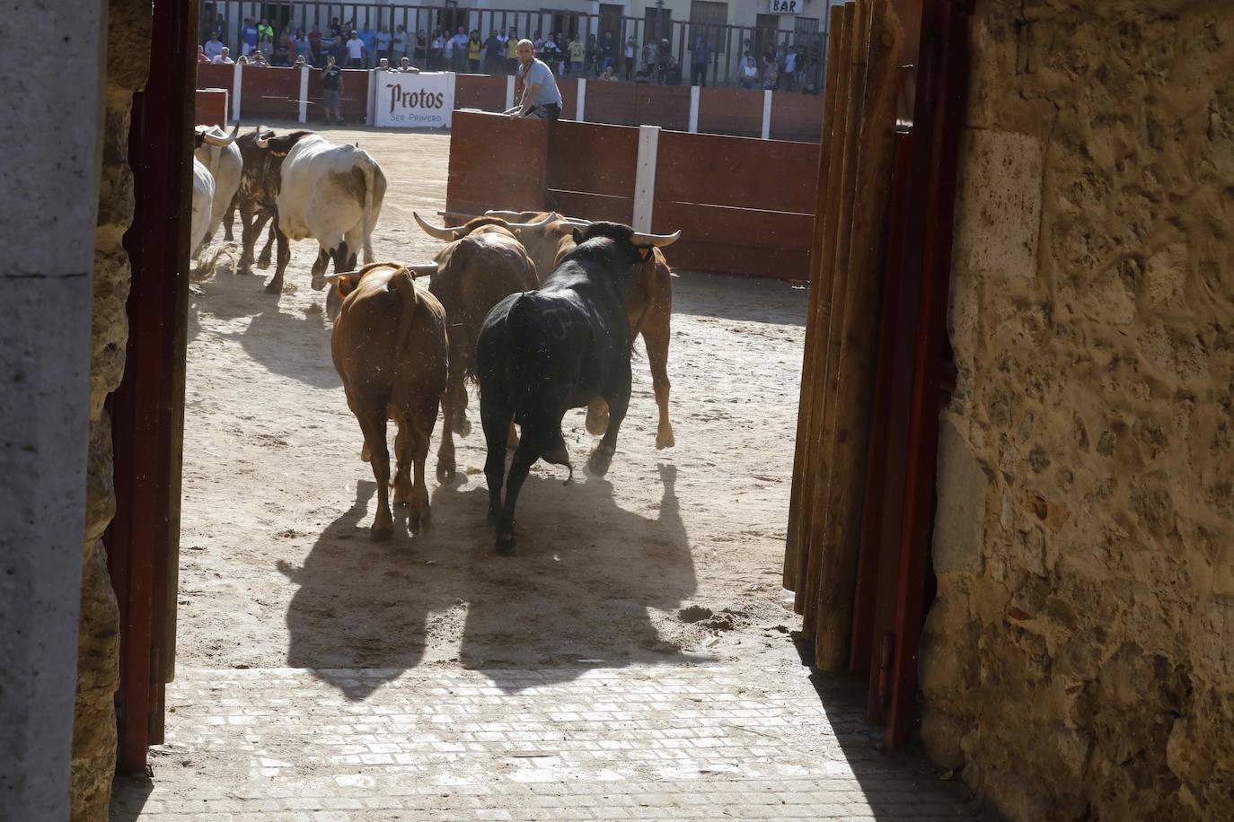 En imágenes, el encierro y la capea matinal de Peñafiel