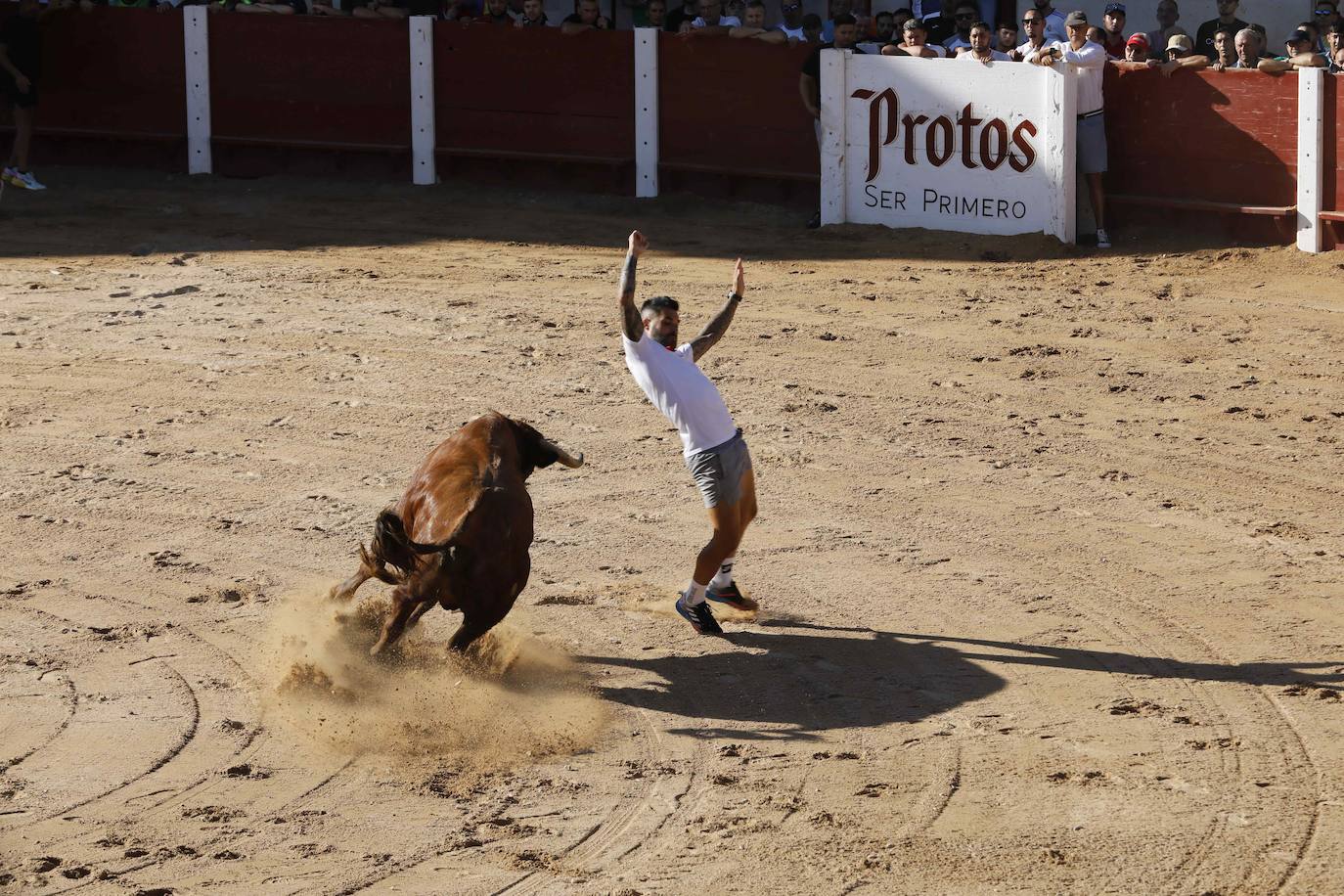 En imágenes, el encierro y la capea matinal de Peñafiel