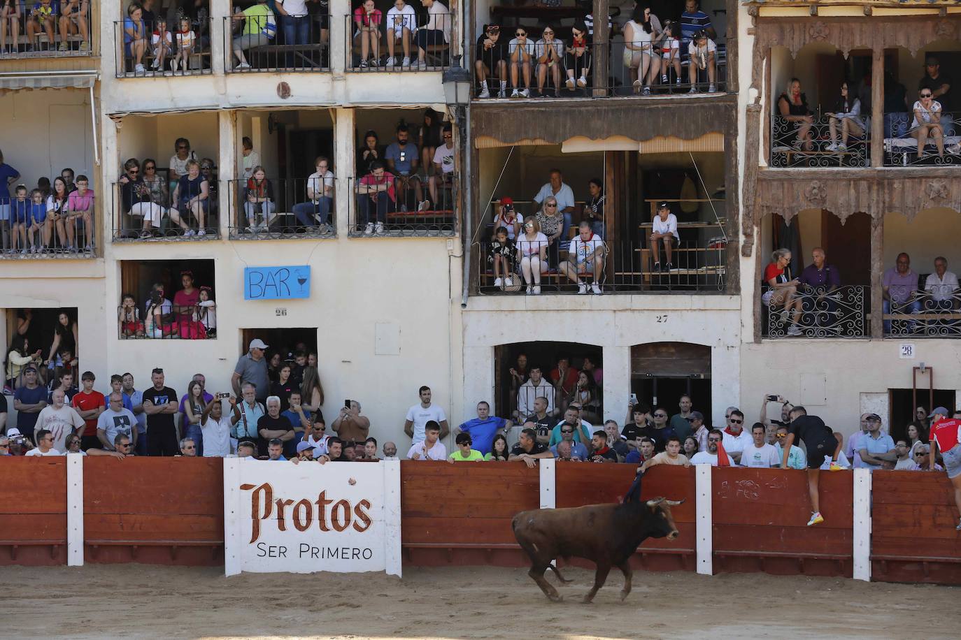 En imágenes, el encierro y la capea matinal de Peñafiel