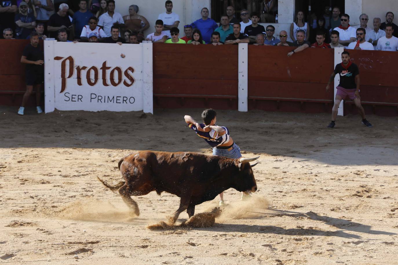 En imágenes, el encierro y la capea matinal de Peñafiel