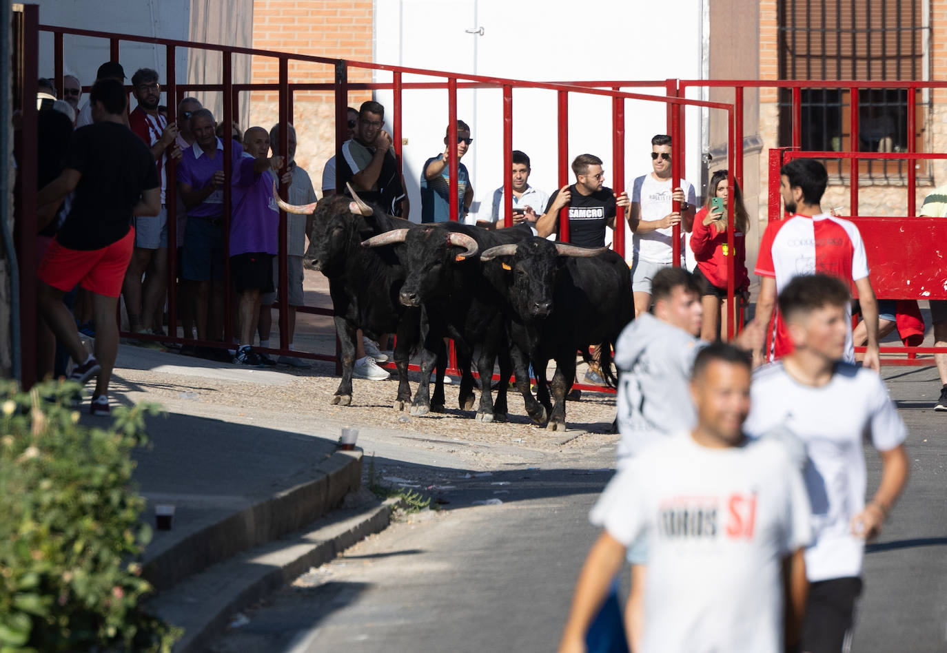 El encierro en Pollos, en imágenes