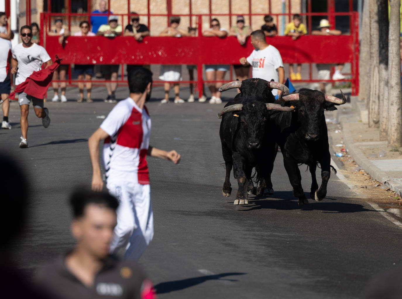 El encierro en Pollos, en imágenes