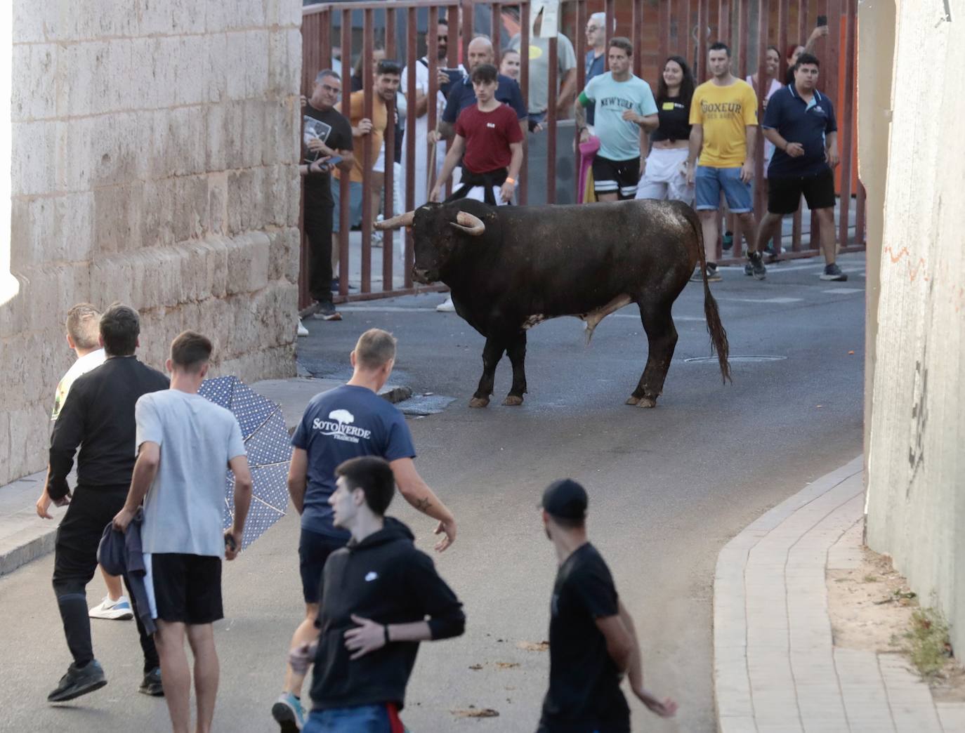 Toro del alba y encierro en Tudela de Duero