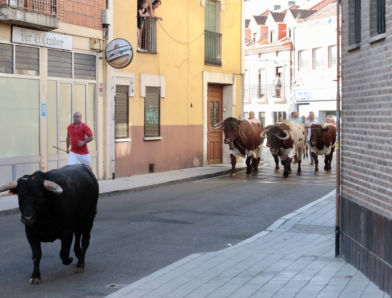 Toro del alba y encierro en Tudela de Duero