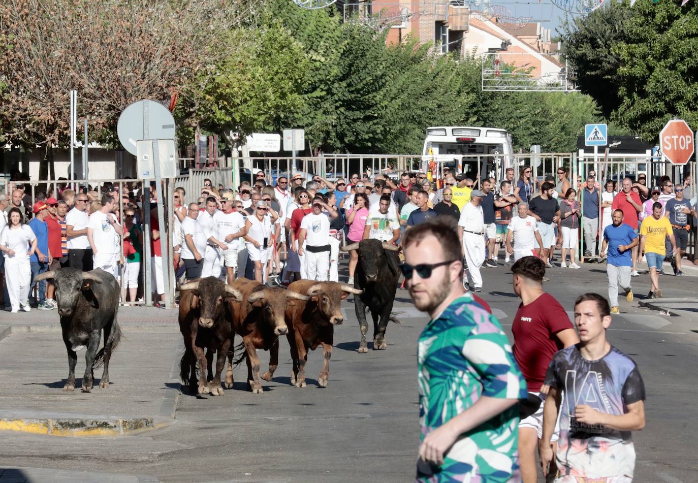 Toro del alba y encierro en Tudela de Duero