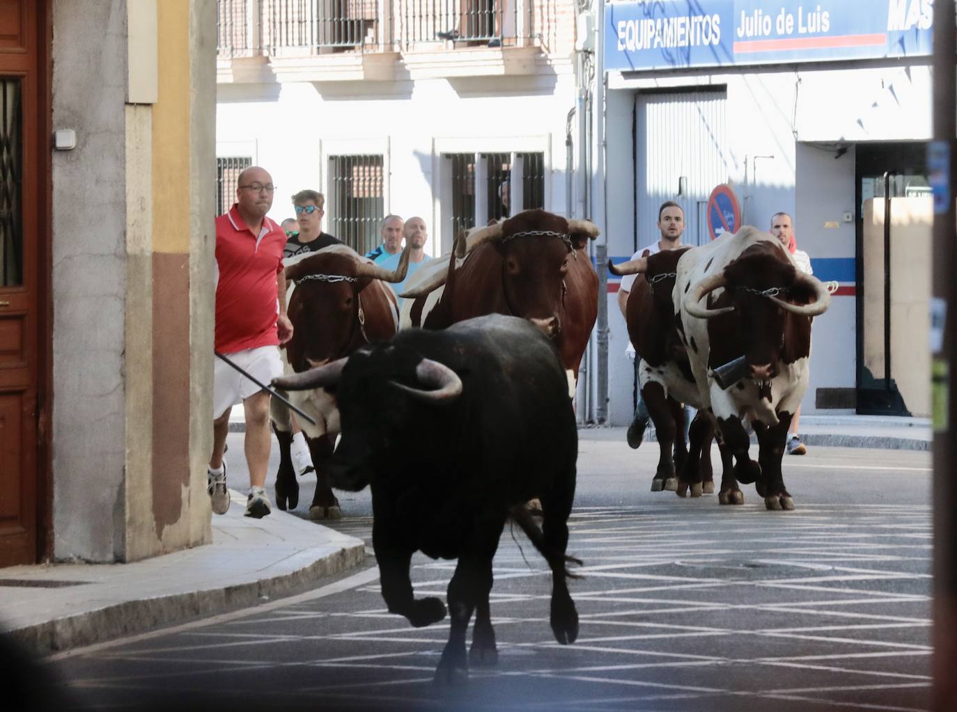 Toro del alba y encierro en Tudela de Duero