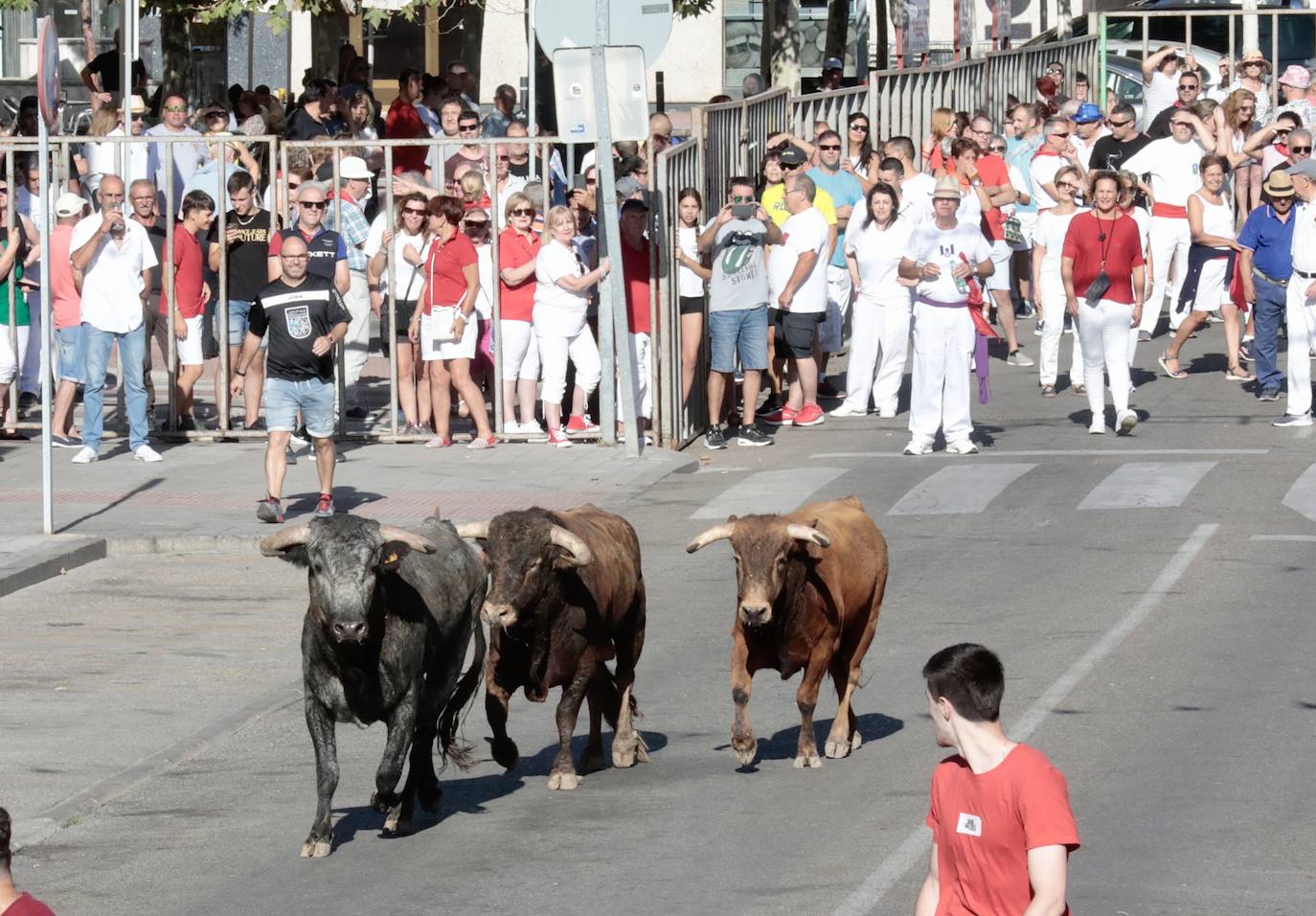 Toro del alba y encierro en Tudela de Duero