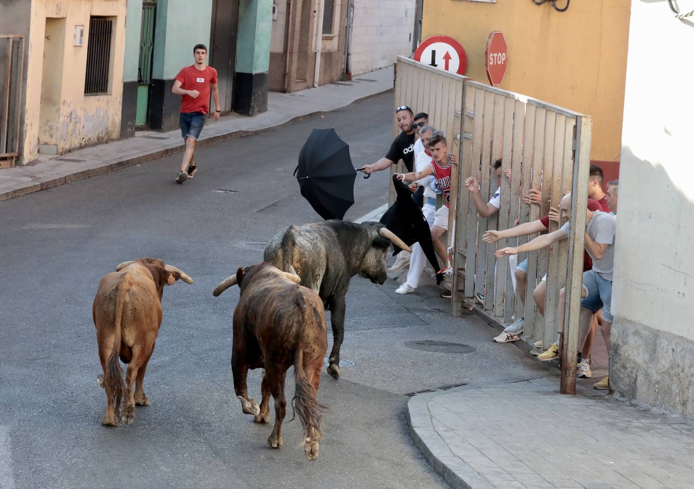 Toro del alba y encierro en Tudela de Duero