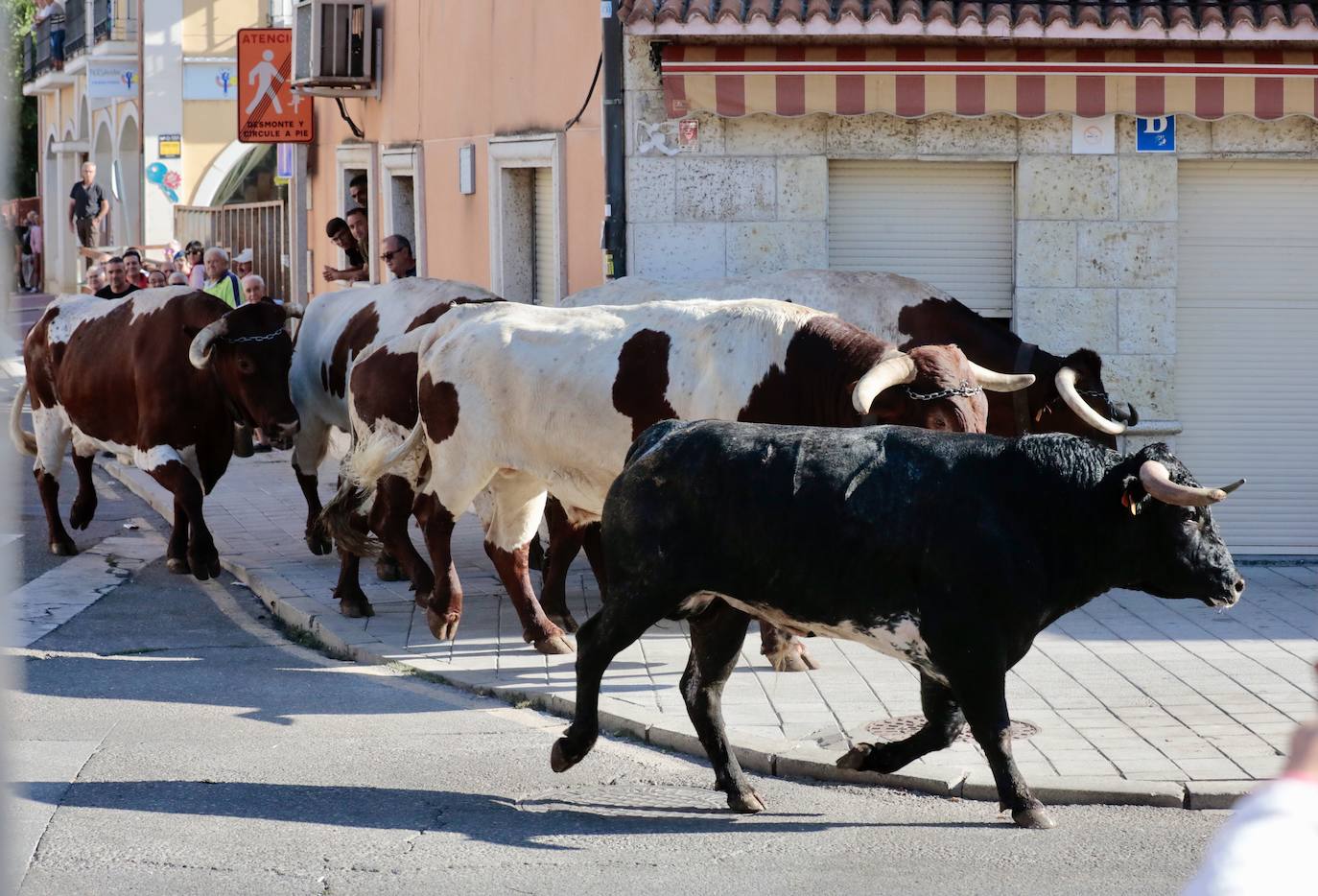 Toro del alba y encierro en Tudela de Duero