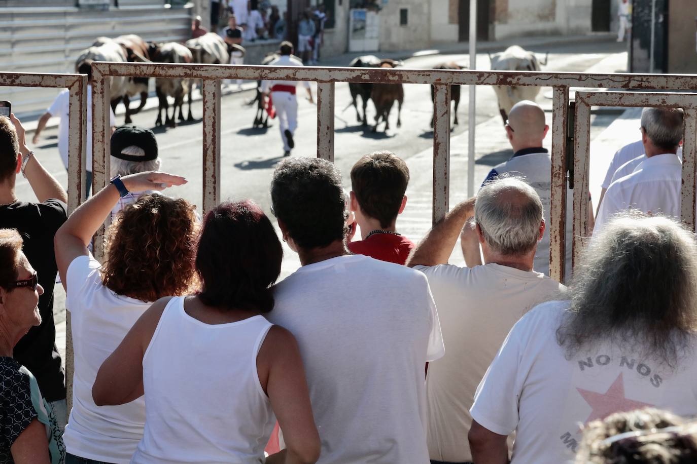 Toro del alba y encierro en Tudela de Duero