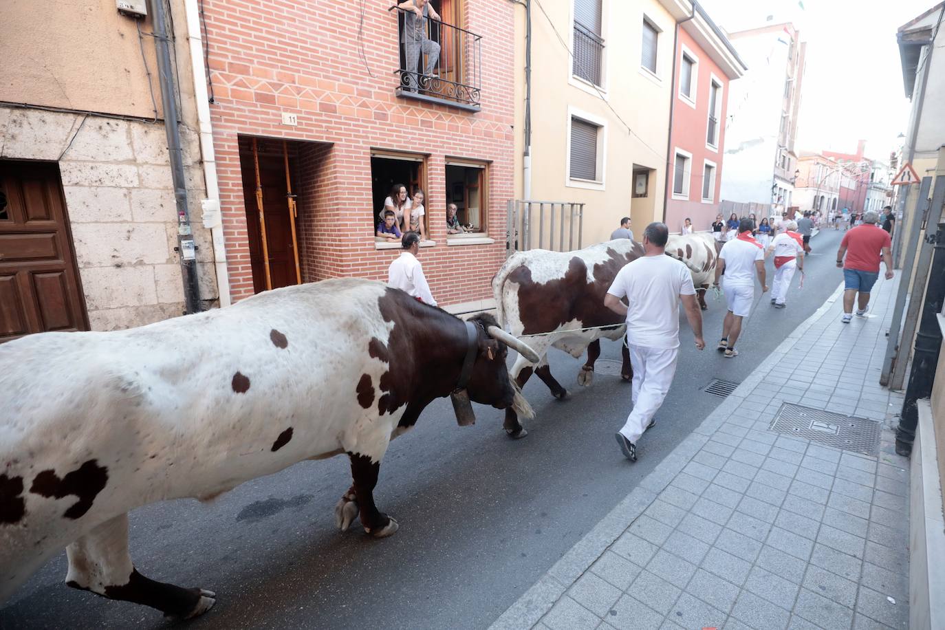 El encierro de este jueves en Tudela de Duero, en imágenes