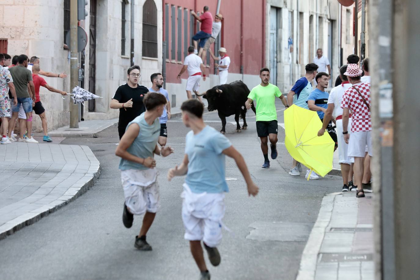 El encierro de este jueves en Tudela de Duero, en imágenes