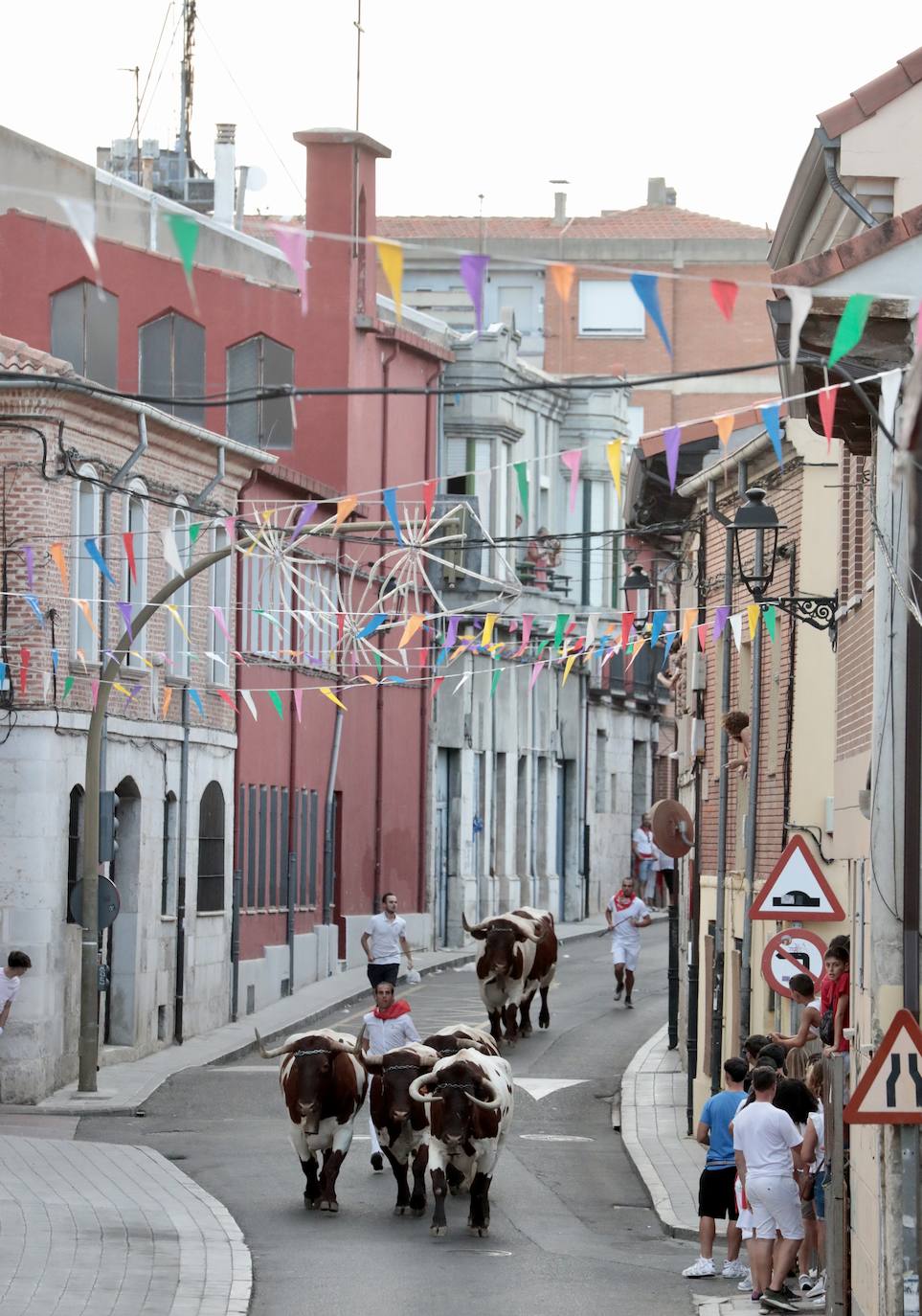 El encierro de este jueves en Tudela de Duero, en imágenes