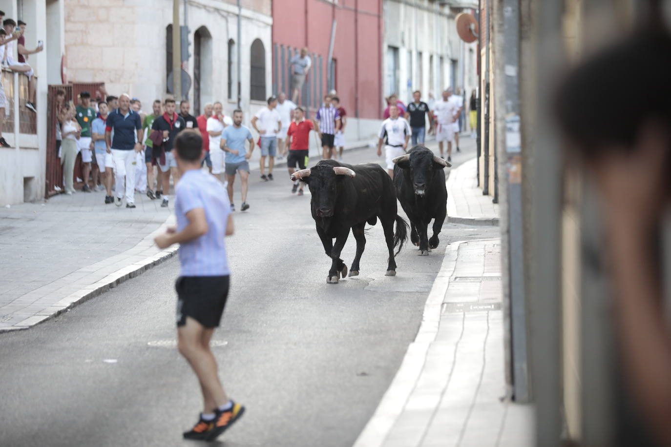 El encierro de este jueves en Tudela de Duero, en imágenes