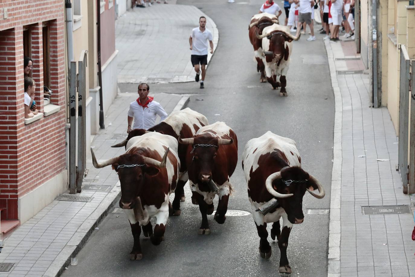 El encierro de este jueves en Tudela de Duero, en imágenes