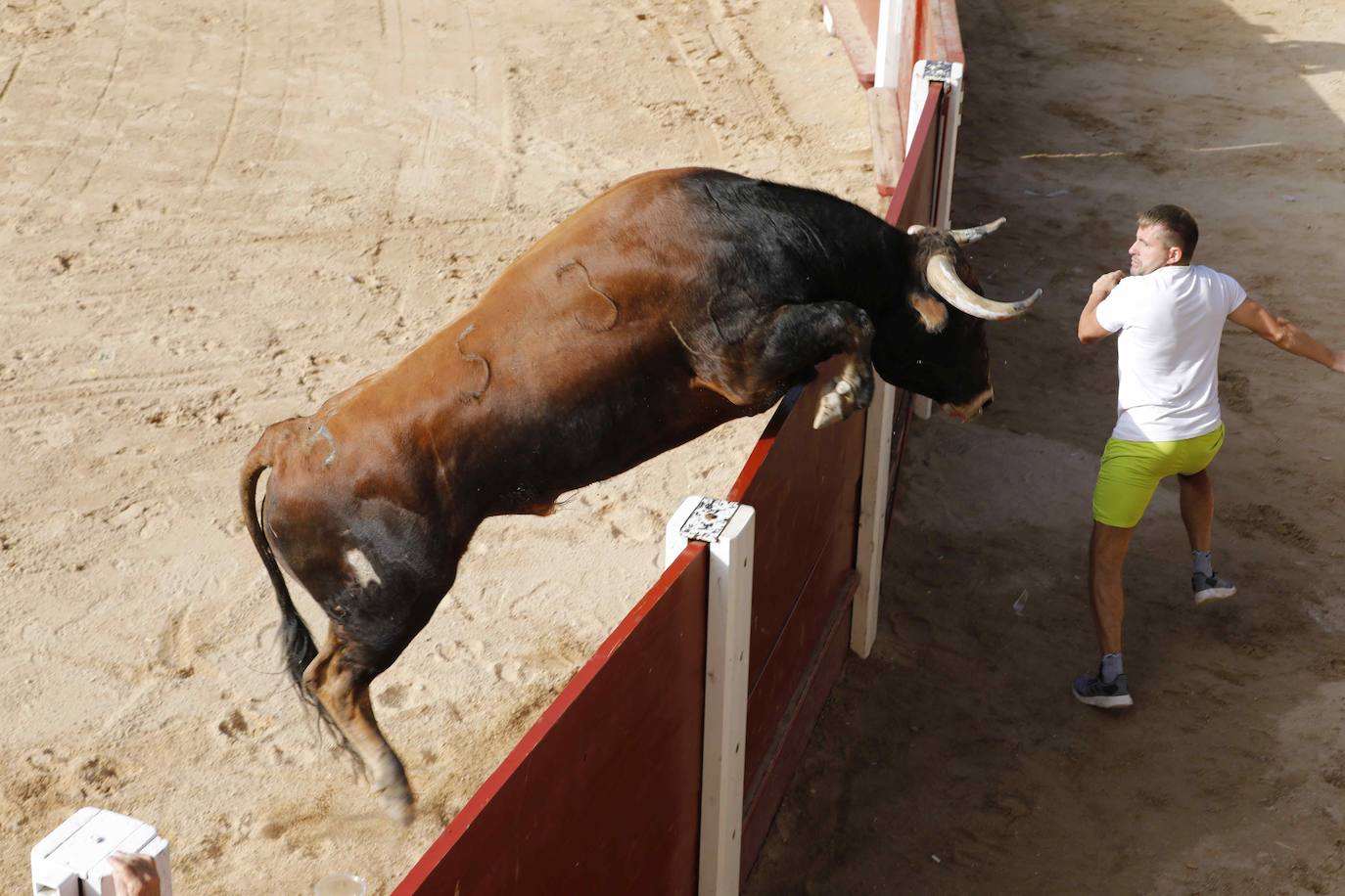 Encierro y capea del jueves en Peñafiel