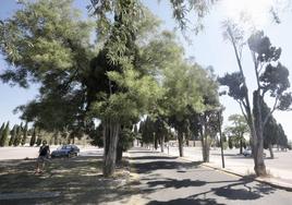 Árboles en el paseo del Camino del Cementerio.