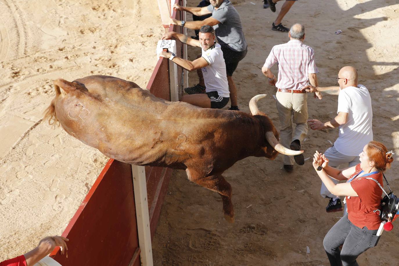 En imágenes, el encierro y el susto en la capea de Peñafiel