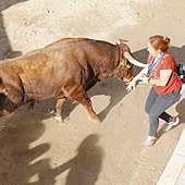 En imágenes, el encierro y el susto en la capea de Peñafiel