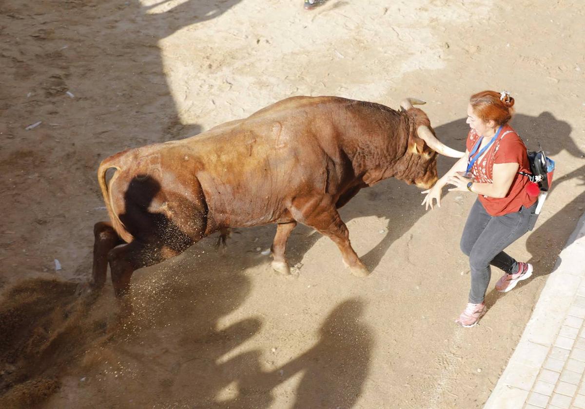 En imágenes, el encierro y el susto en la capea de Peñafiel