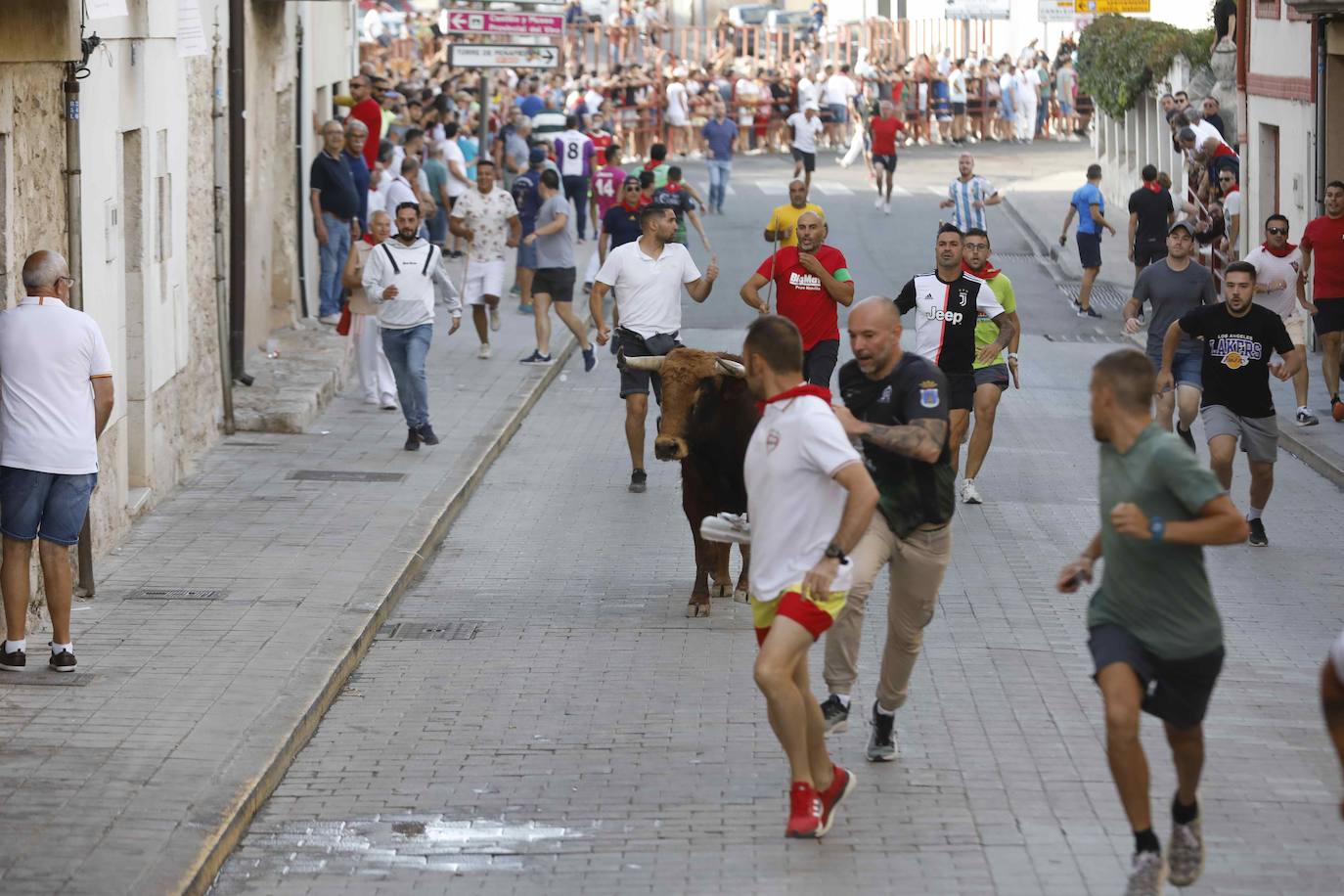 En imágenes, el encierro y el susto en la capea de Peñafiel