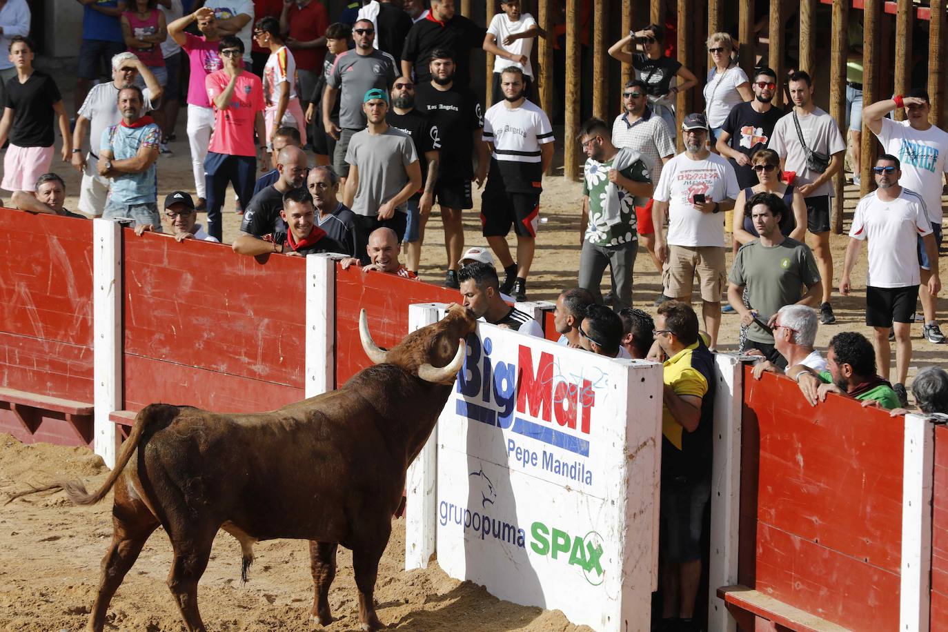 En imágenes, el encierro y el susto en la capea de Peñafiel