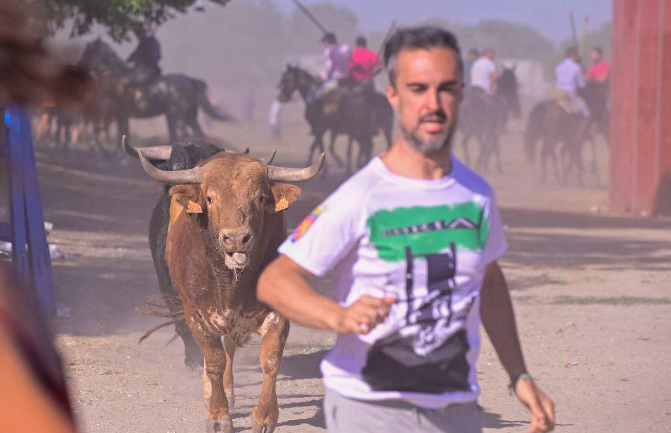 Encierro taurino en las fiestas de Aldeamayor (Valladolid) durante este domingo