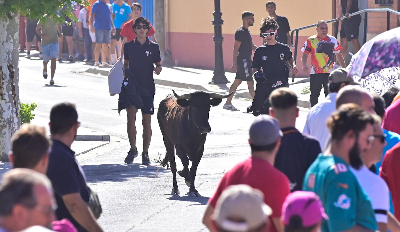 Encierro taurino en las fiestas de Aldeamayor (Valladolid) durante este domingo