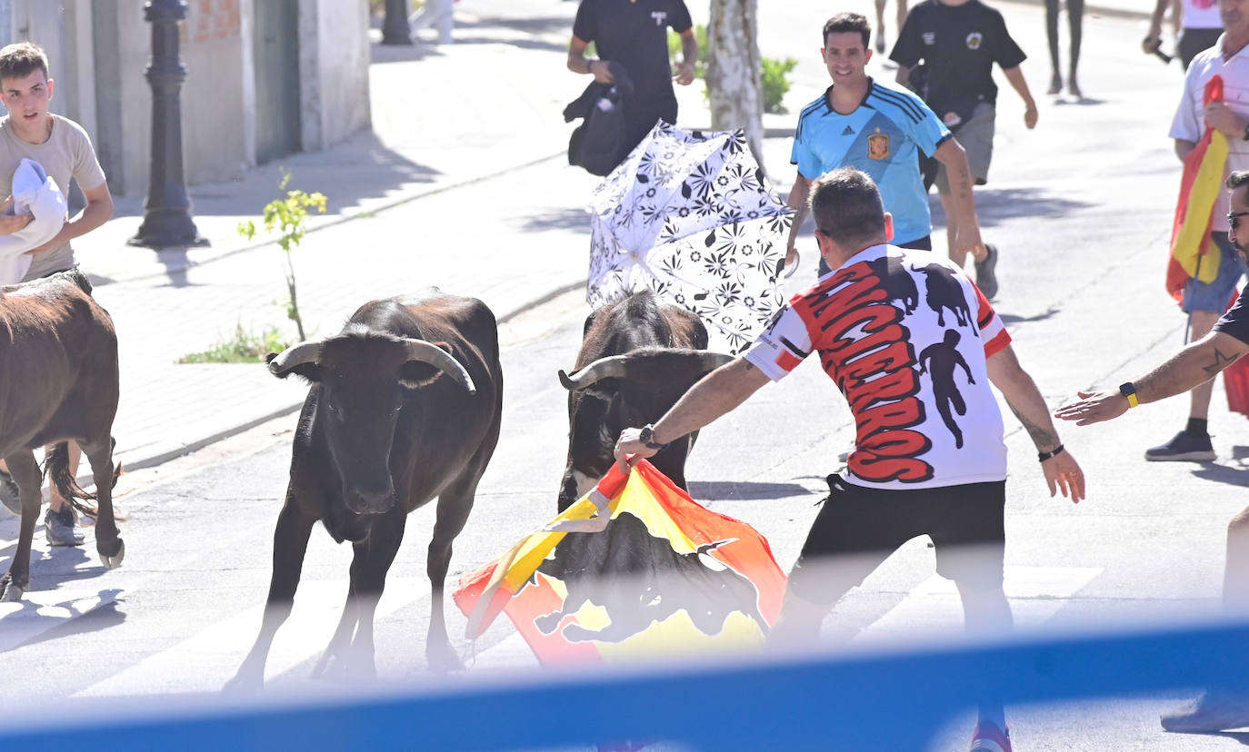 Encierro taurino en las fiestas de Aldeamayor (Valladolid) durante este domingo