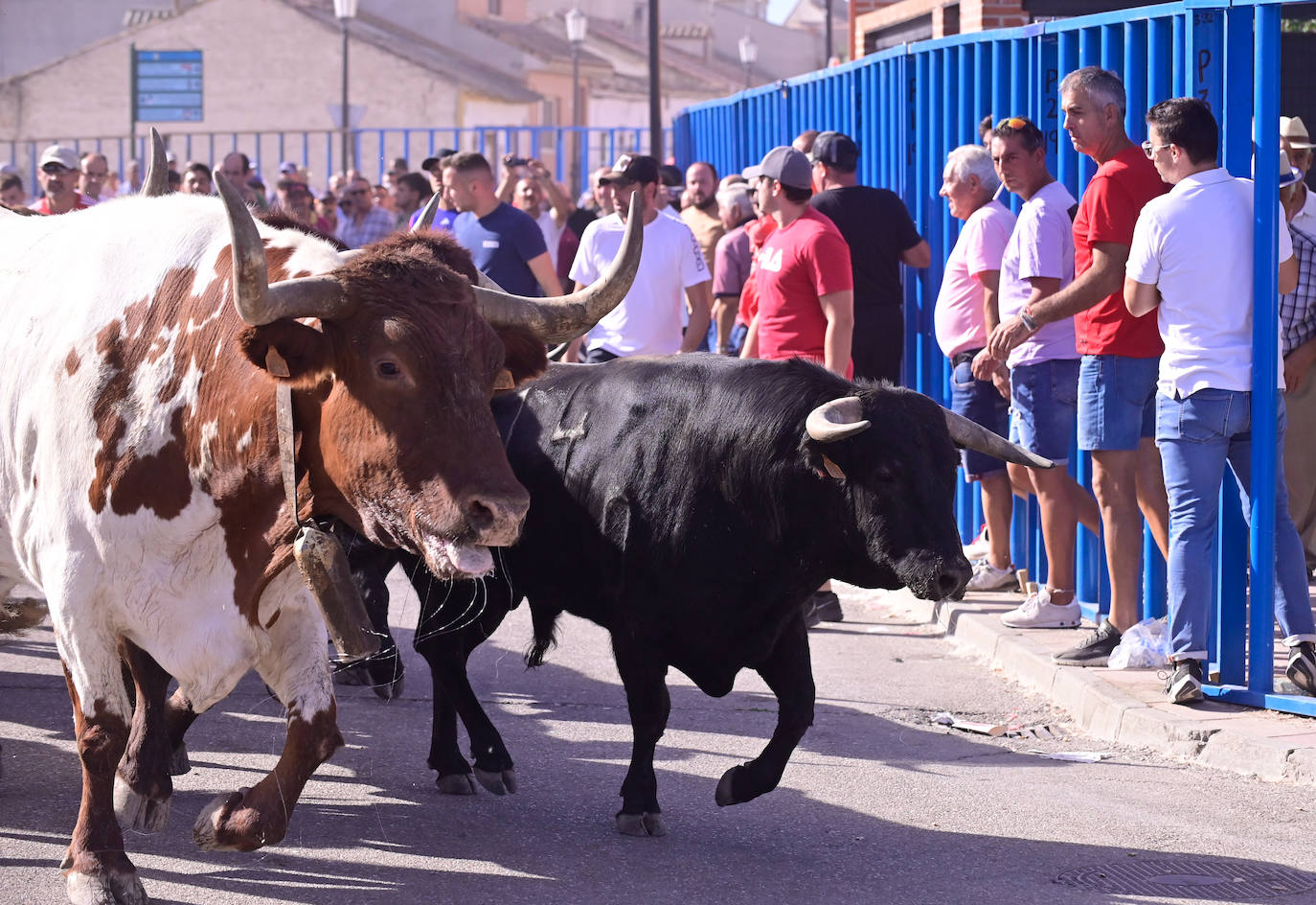 Encierro taurino en las fiestas de Aldeamayor (Valladolid) durante este domingo