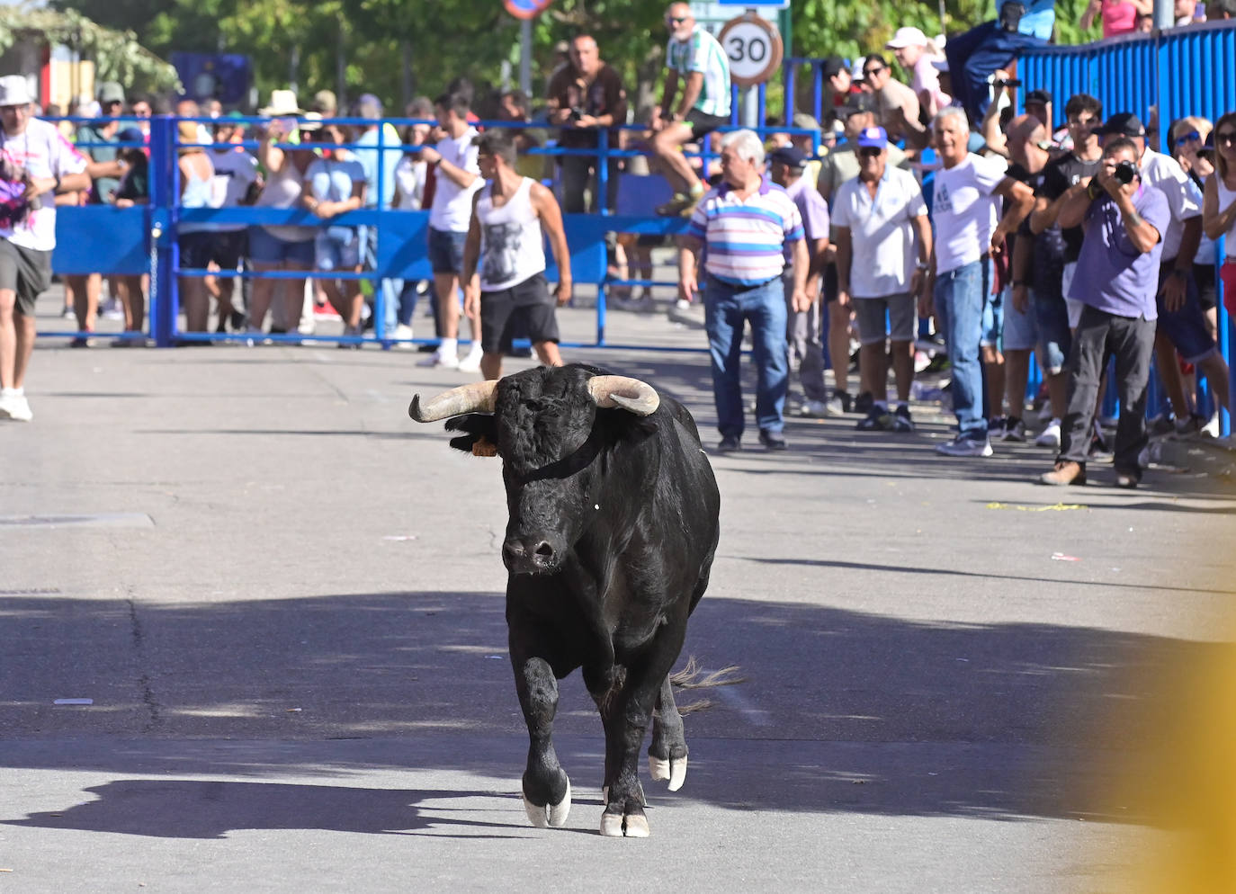 Encierro taurino en las fiestas de Aldeamayor (Valladolid) durante este domingo