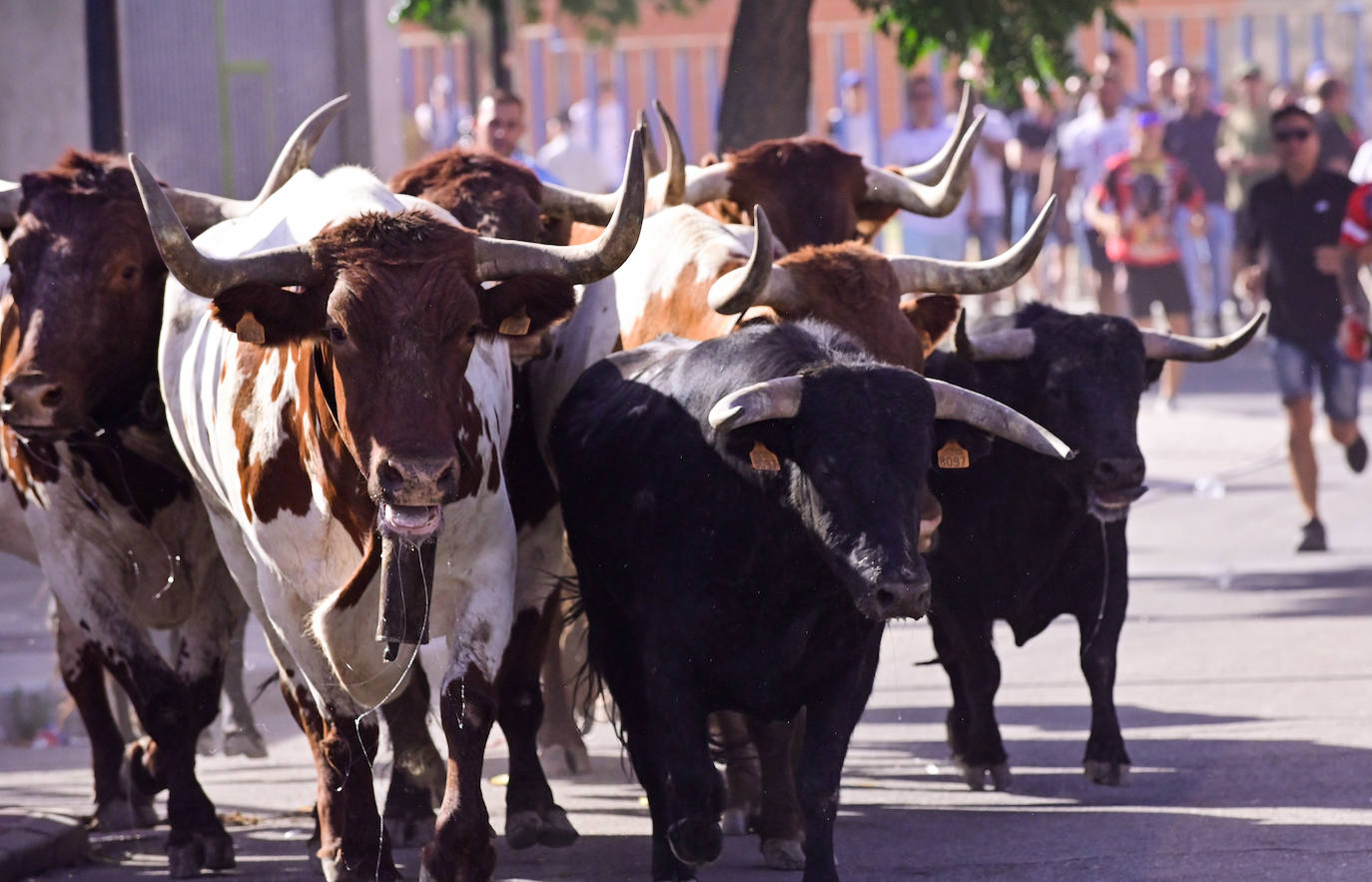 Encierro taurino en las fiestas de Aldeamayor (Valladolid) durante este domingo