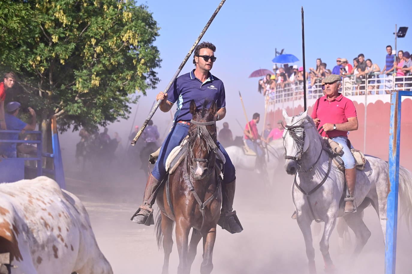 Encierro taurino en las fiestas de Aldeamayor (Valladolid) durante este domingo