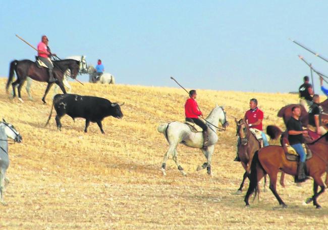 Los caballistas conducen a los astados del encierro por el campo.