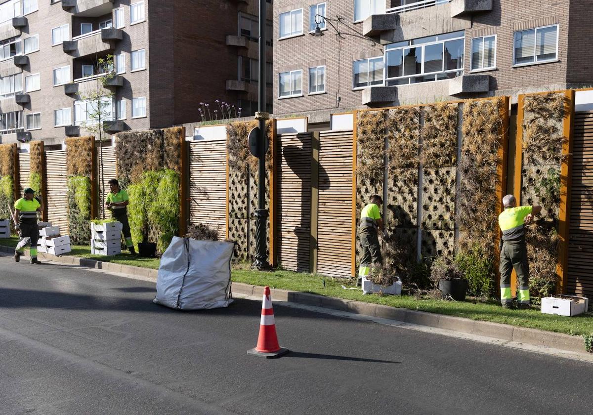 Reposición de las plantas secas en las medianas de Hospital Militar