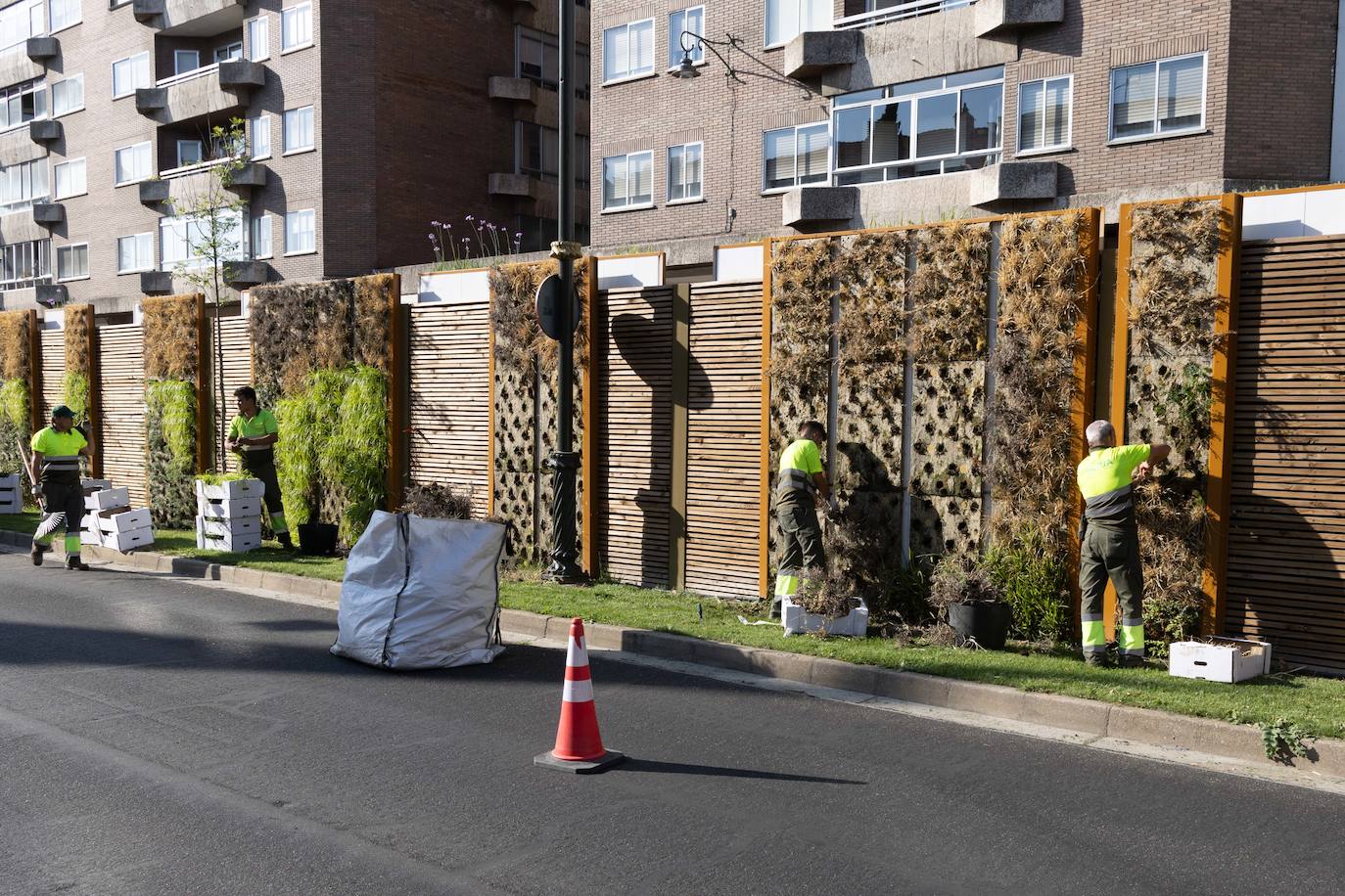 Reposición de las plantas secas en las medianas de Hospital Militar