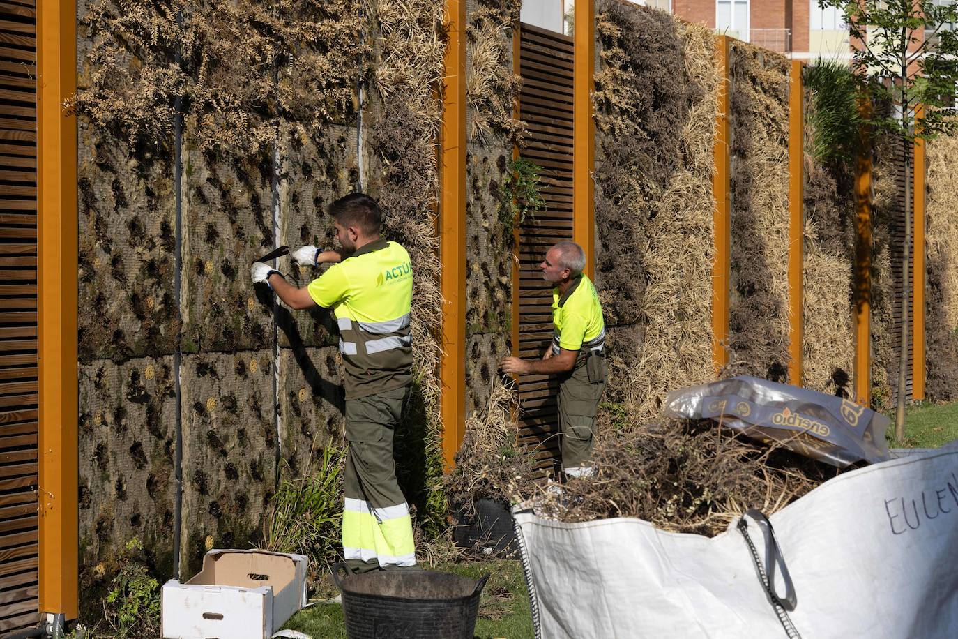 Reposición de las plantas secas en las medianas de Hospital Militar